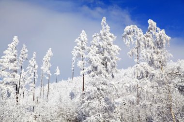 karlı doğada yüksek tatras, Slovakya