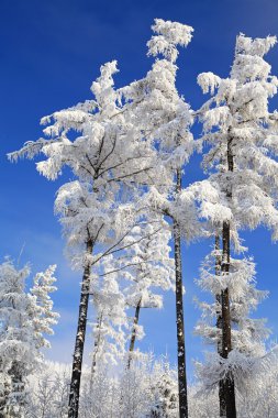 karlı ağaçların yüksek tatras, Slovakya
