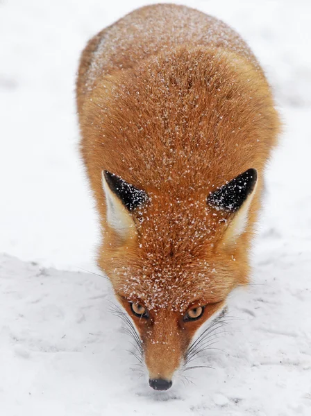 Fox in bos op hoge Tatra, Slowakije — Stockfoto