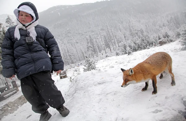 Fox en el bosque en High Tatras, Eslovaquia — Foto de Stock