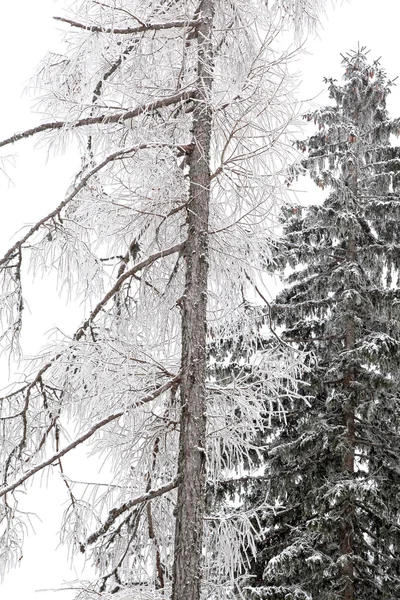 Arbres enneigés en Haute Tatras, la Slovaquie — Photo