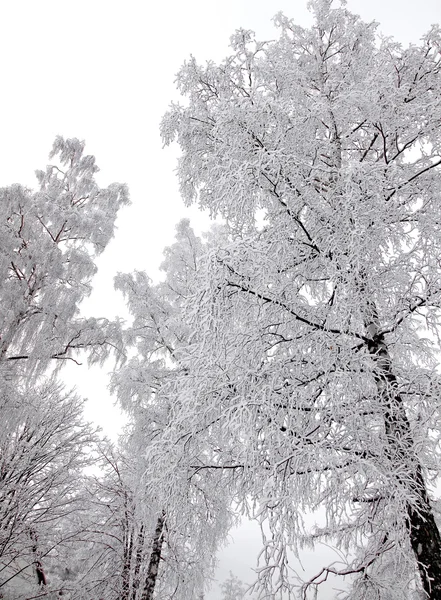 Snöiga träd i Vysoké Tatry, Slovakien — Stockfoto