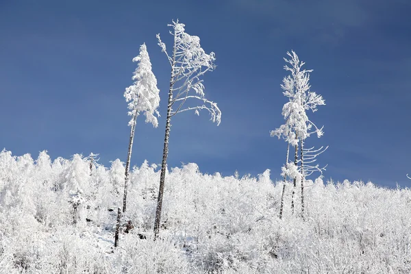 Snowy nature in High Tatras, Slovakia — Stock Photo, Image