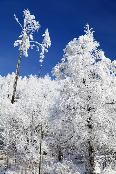 Naturaleza nevada en High Tatras, Eslovaquia — Foto de Stock