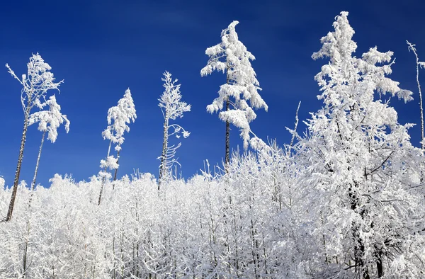 在高塔特拉山区，斯洛伐克雪性质 — 图库照片