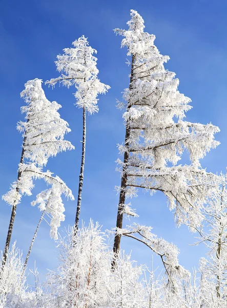 Śnieg drzewa w Wysokie Tatry, Słowacja — Zdjęcie stockowe