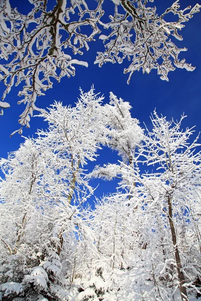 在高塔特拉山区，斯洛伐克的雪域树木 — 图库照片