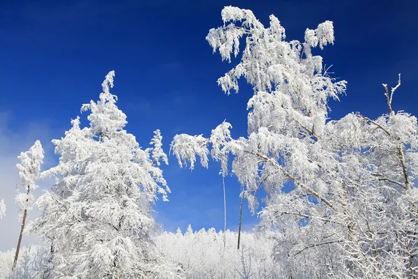 在高塔特拉山区，斯洛伐克的雪域树木 — 图库照片