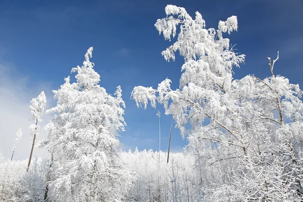 Snöiga naturen i Vysoké Tatry, Slovakien — Stockfoto