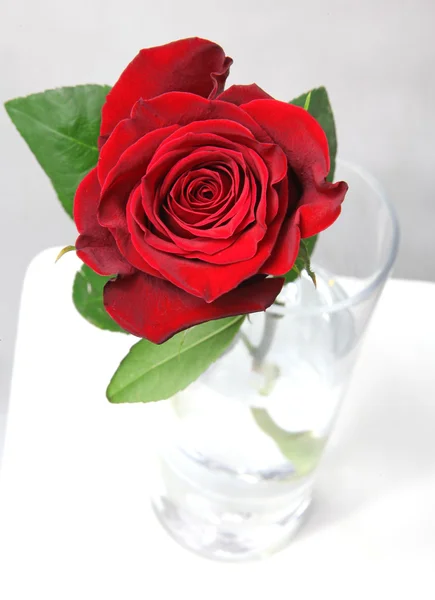 Rote Rose — Stockfoto