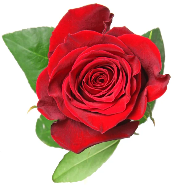 Red rose Royalty Free Stock Photos