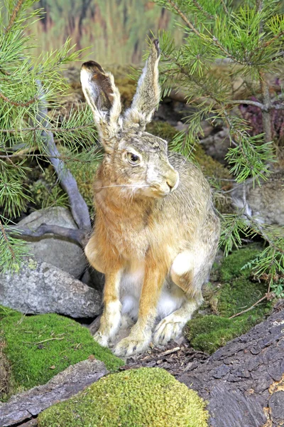 リアルぬいぐるみウサギ — ストック写真
