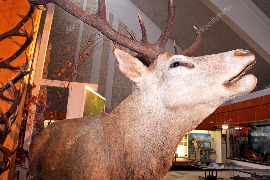 real stuffed deer
