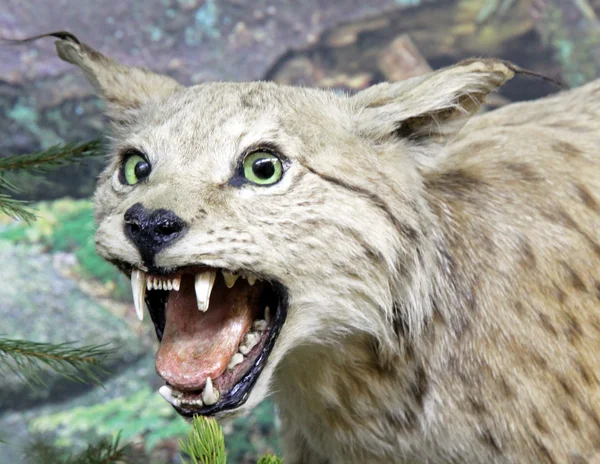 Real stuffed lynx — Stock Photo, Image