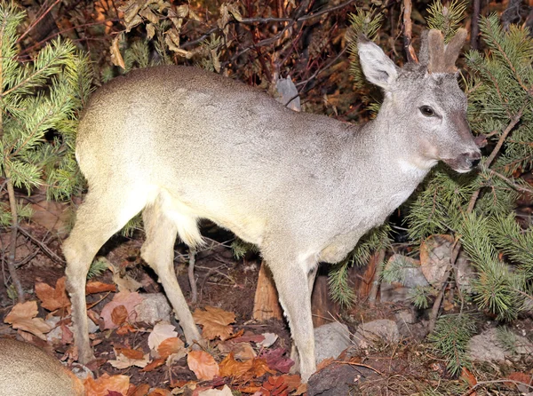 Echte gevulde herten — Stockfoto