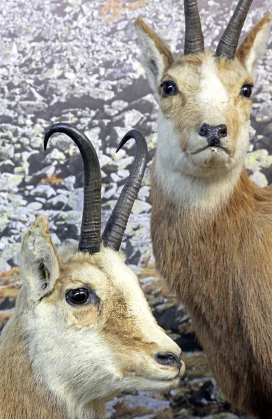 Real stuffed chamois — Stock Photo, Image