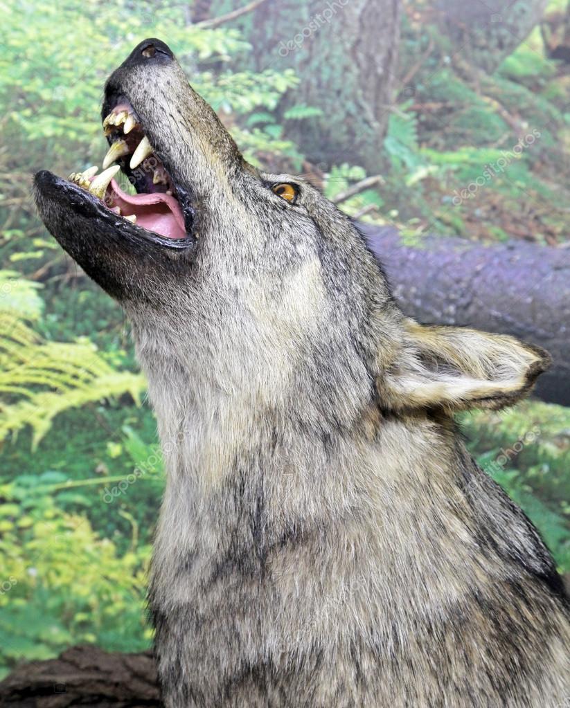 real stuffed wolf