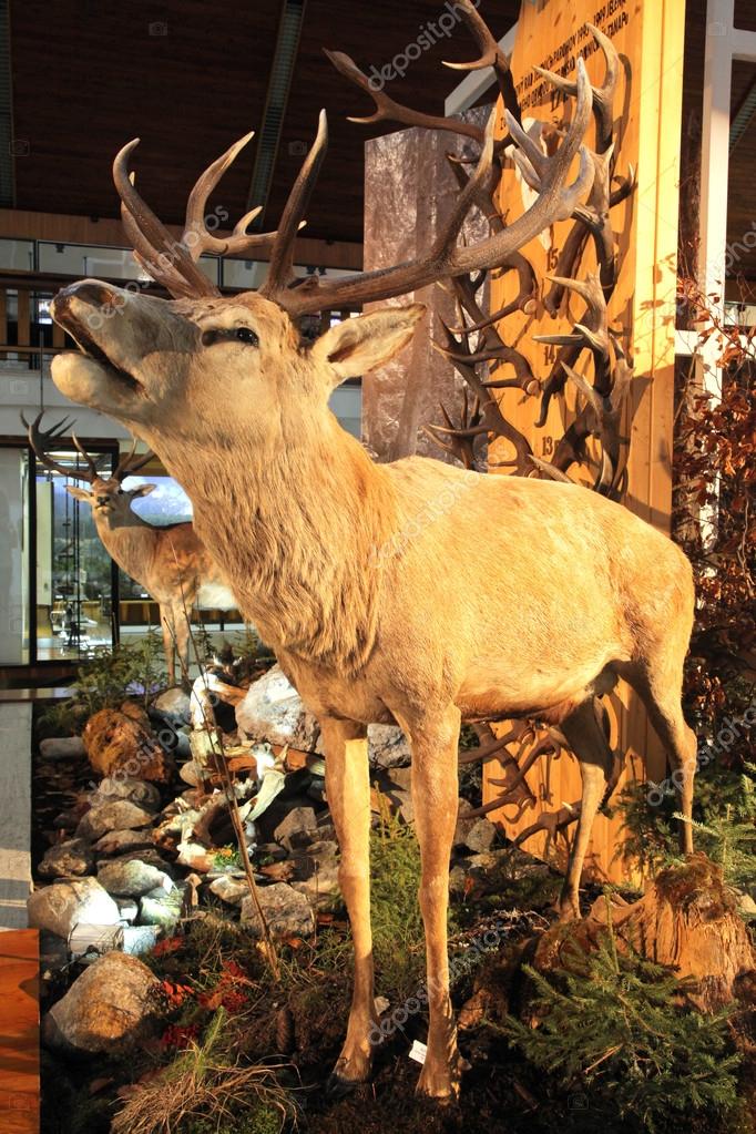 real stuffed deer head