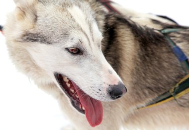 kızak köpek