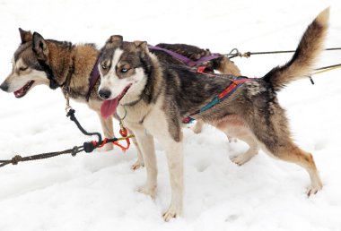 kızak köpek