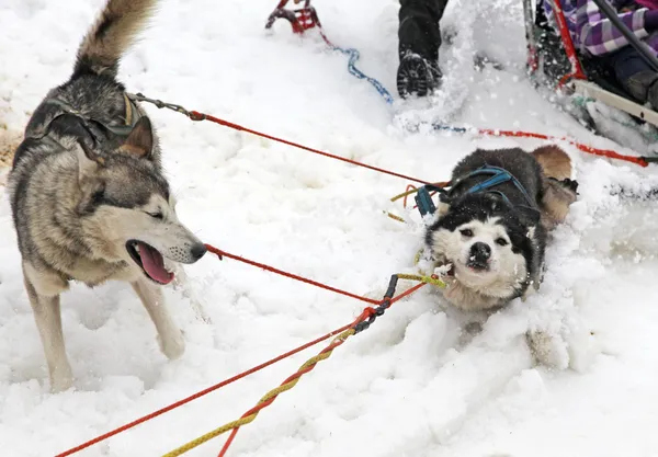 Slede honden — Stockfoto