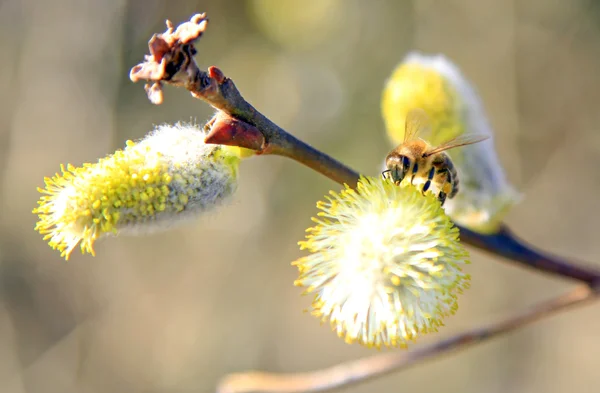 Abeja y flor —  Fotos de Stock