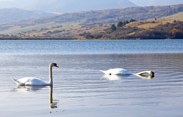 Swans at water basin Liptovska Mara, Slovakia — Stock Photo, Image