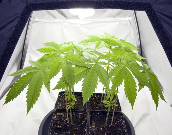 Esrar bitki saksıları içinde