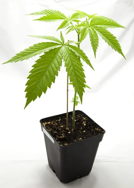 Marijuana plant in the pot — Stock Photo, Image