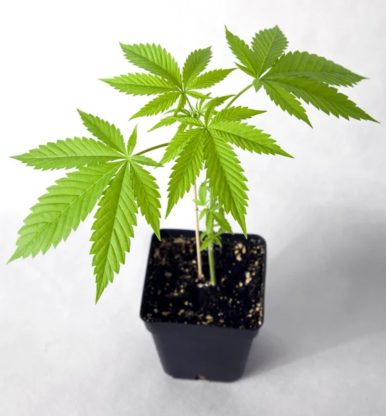 Marijuana plant in the pot — Stock Photo, Image