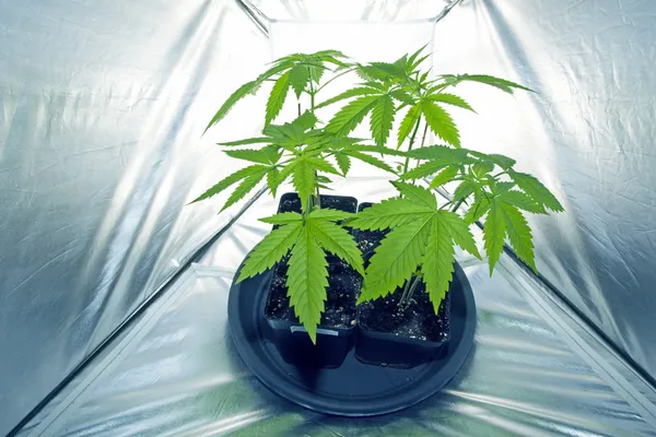 esrar bitkileri lambası altında