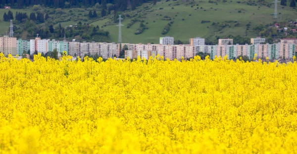 Kolza tohumu alan kasaba ruzomberok, Slovakya — Stok fotoğraf