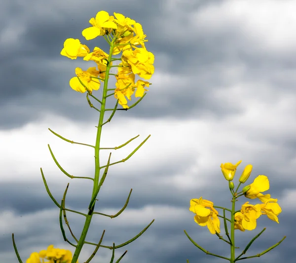 Rapeseed field — Stock Photo, Image