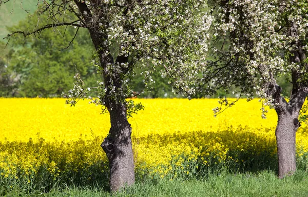 Kirschblüte und Rapsfeld — Stockfoto