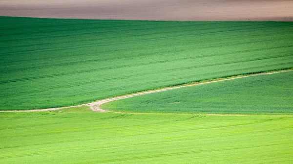 Grüne Wiesen — Stockfoto