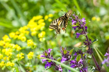 Kırlangıç Kelebek