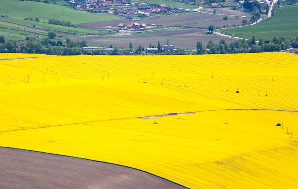 Campo dei semi di colza — Foto Stock