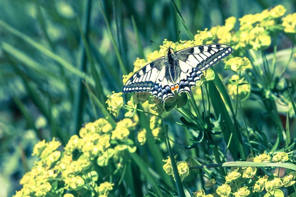 Swallowtail vlinder — Stockfoto