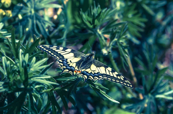 Svalehale sommerfugl - Stock-foto