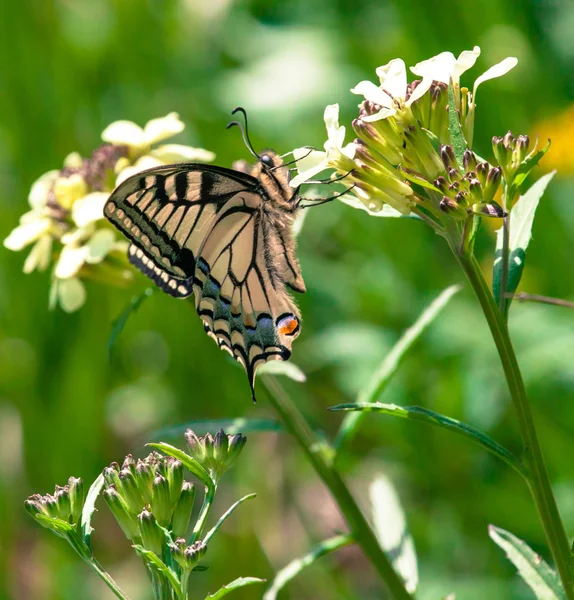 Swallowtail vlinder — Stockfoto