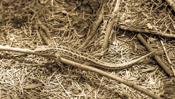 Sand lizard — Stock Photo, Image