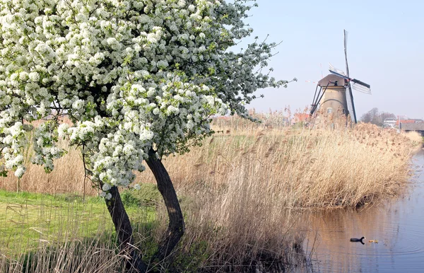 Wiatraki w kinderdijk, Holandia — Zdjęcie stockowe