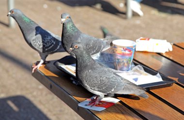 Aç güvercinler lokanta - rotterdam, Hollanda