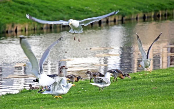 Watervogels op gebladerte in rotterdam, Nederland — Stockfoto