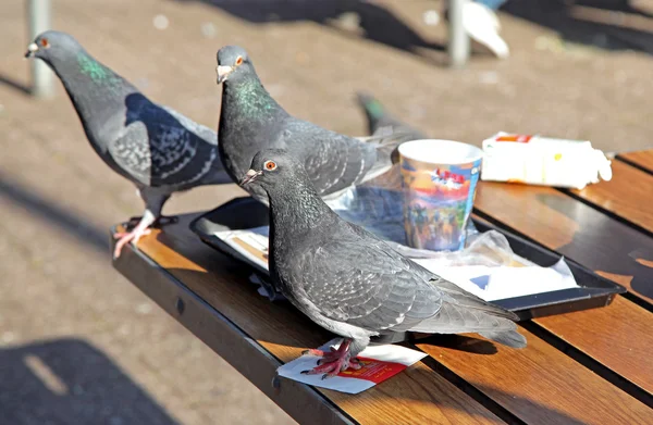 Honger duiven in de fast food - rotterdam, Nederland — Stockfoto