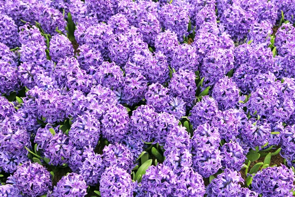 Hyacint in de pot, Den Haag - Nederland — Stockfoto