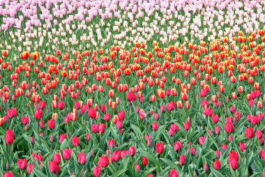 Keukenhof - Avrupa, Hollanda Bahçe
