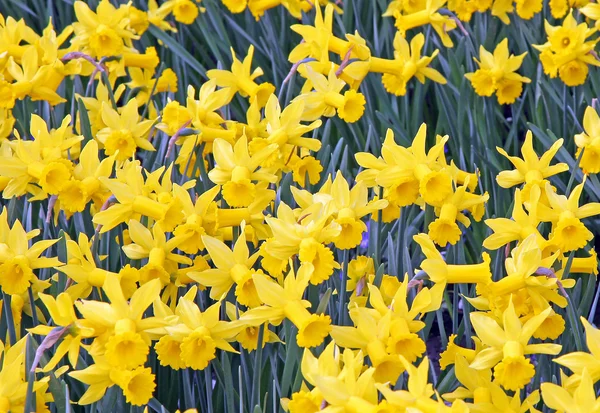 Keukenhof - Garden of Europe, Netherlands — Stock Photo, Image