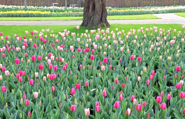 Keukenhof - Jardim da Europa, Países Baixos — Fotografia de Stock