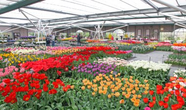 Keukenhof - Avrupa, Hollanda Bahçe